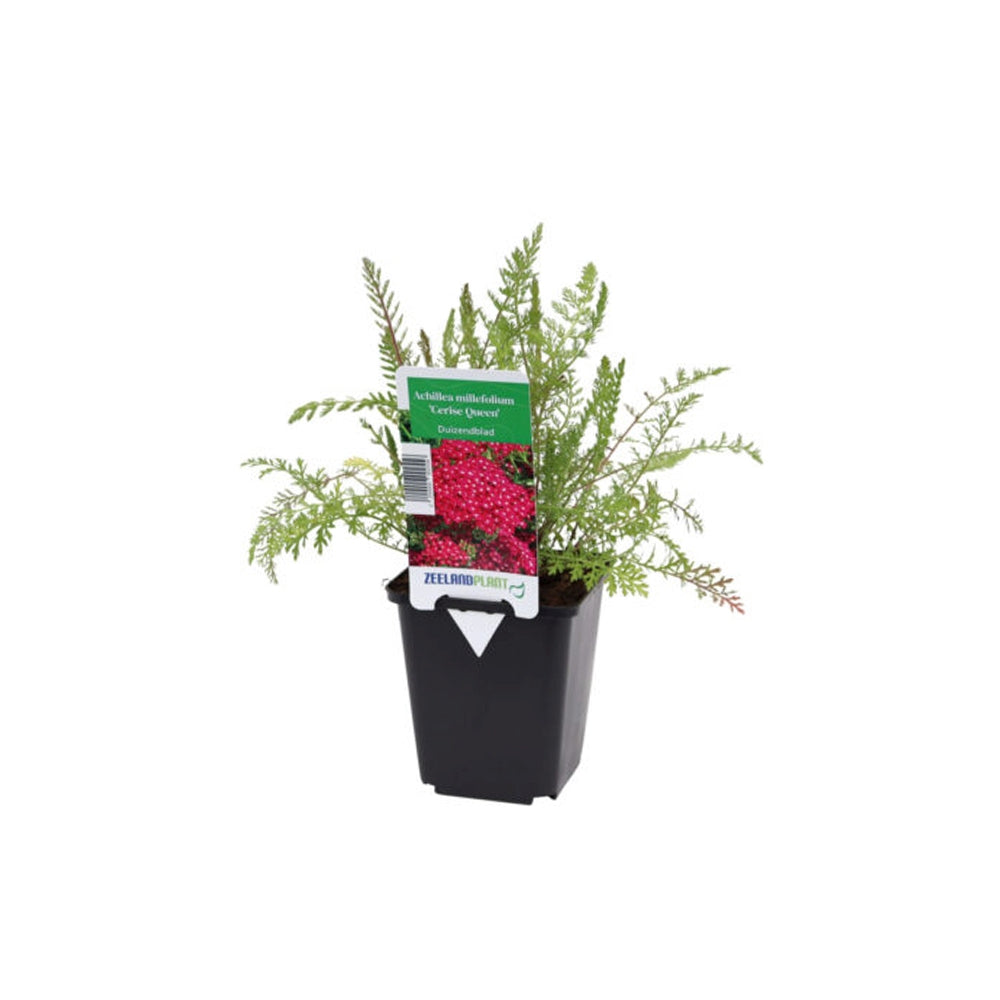 Coada Soricelului (Achillea) Cerise Queen, flori roz-rosu, perena rezistenta, inflorire vara