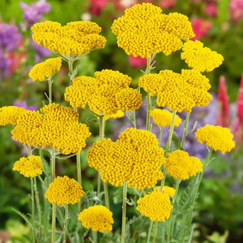 Coada Soricelului galbena (Achillea) Cloth of Gold, flori aurii, perena rezistenta, inflorire vara