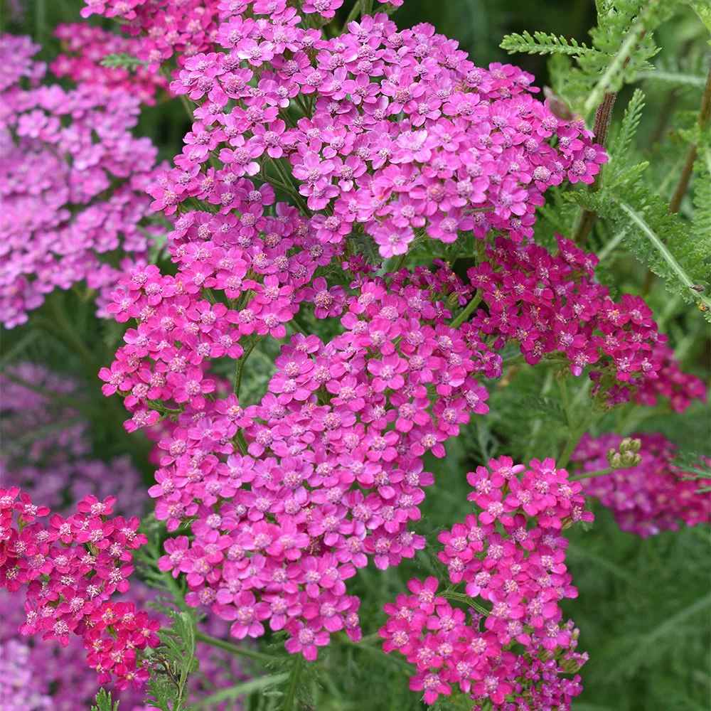 Coada Soricelului (Achillea) Cerise Queen, flori roz-rosu, perena rezistenta, inflorire vara