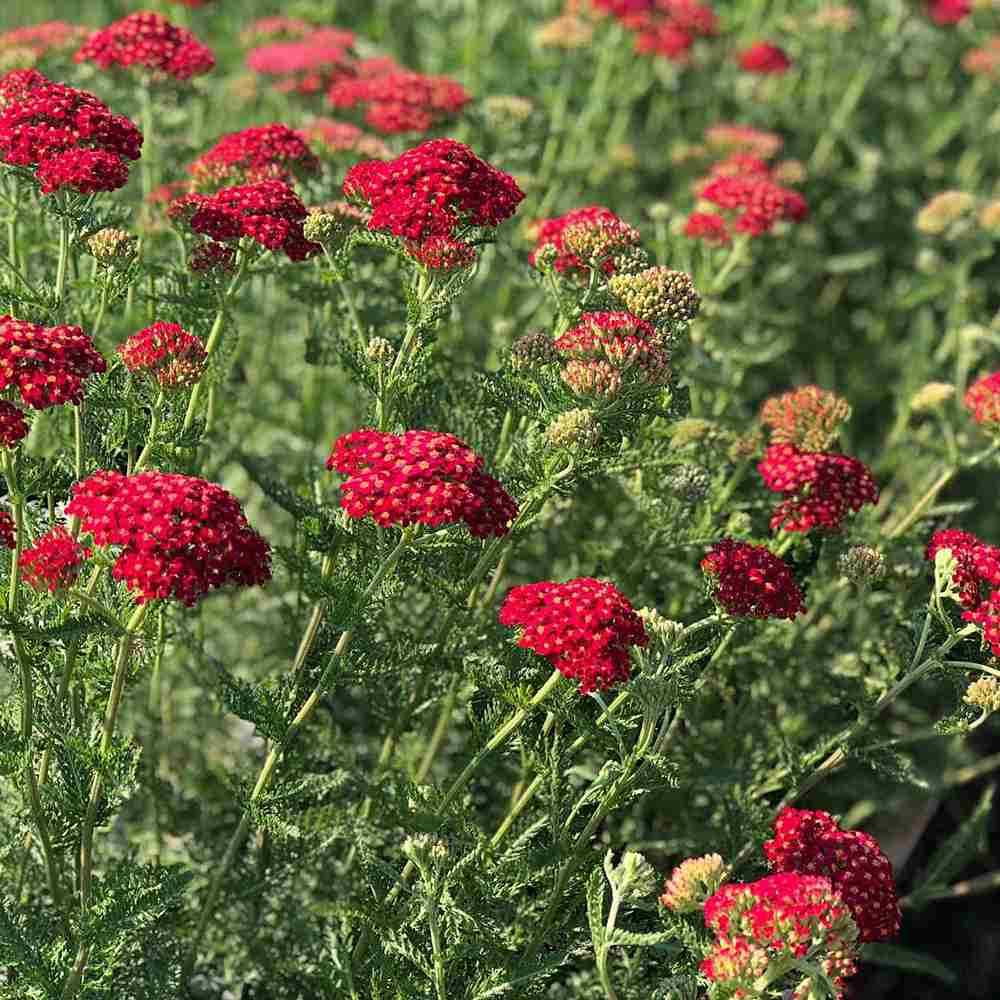 Coada Soricelului (Achillea) Paprika, flori rosu, perena rezistenta, inflorire vara
