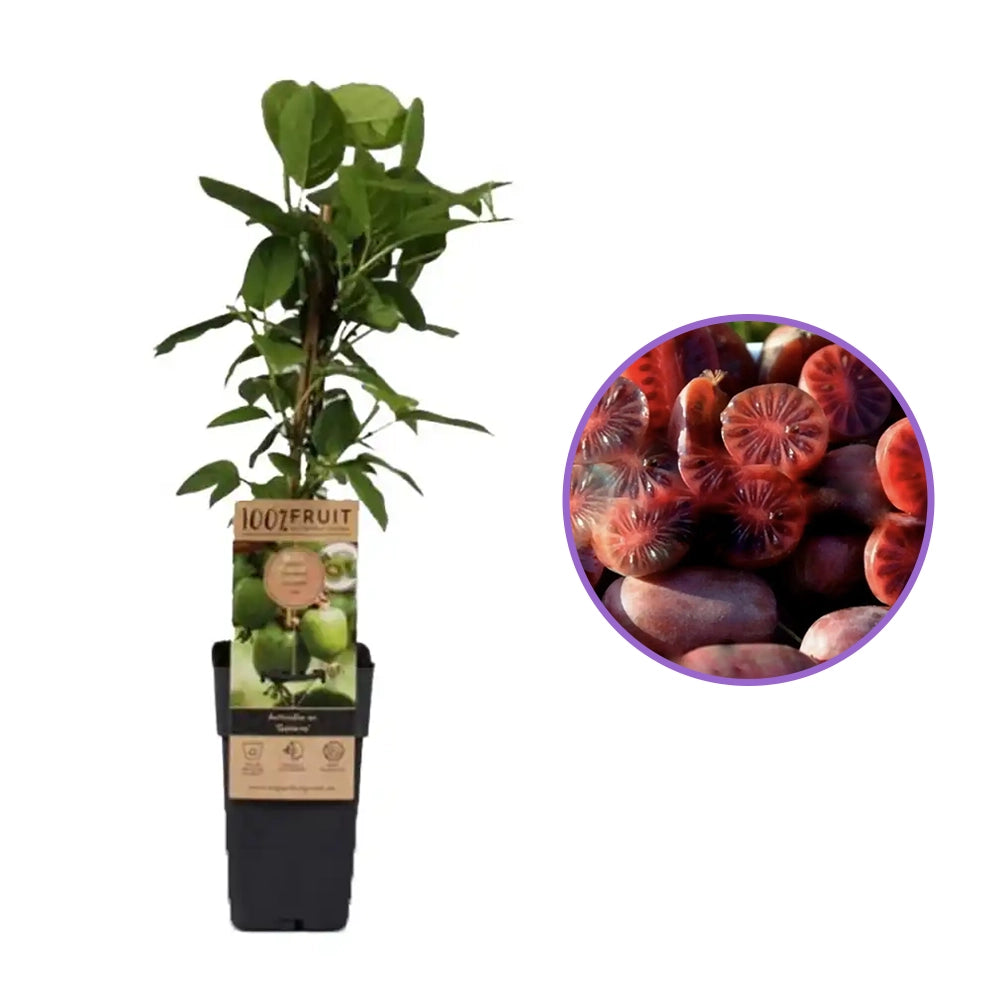 Kiwi de Siberia Geneva (Actinidia arguta), femela, cu fructe dulci rosii parfumate, bogate in vitamina C