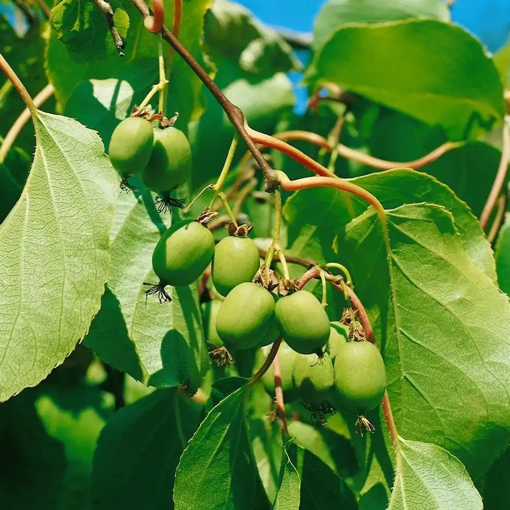 Kiwi de Siberia Weiki (Actinidia arguta), mascul, cu fructe mici dulci, bogate in vitamina C