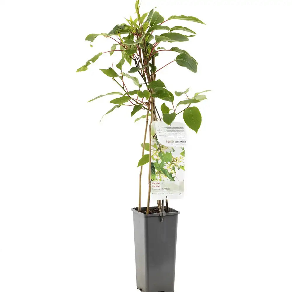 Kiwi de Siberia Weiki (Actinidia arguta), mascul, cu fructe mici dulci, bogate in vitamina C