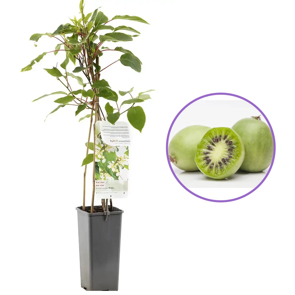 Kiwi de Siberia Weiki (Actinidia arguta), mascul, cu fructe mici dulci, bogate in vitamina C