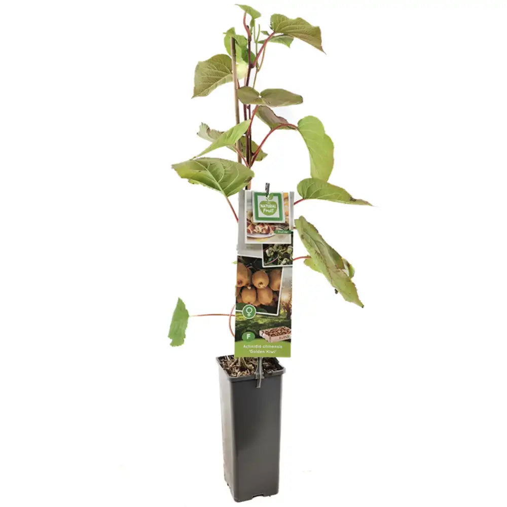 Kiwi de Siberia Goldkiwi (Actinidia arguta), femela, cu fructe dulci aurii, bogate in vitamina C