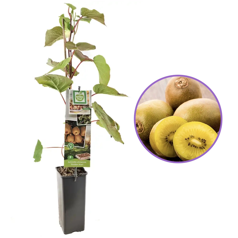 Kiwi de Siberia Goldkiwi (Actinidia arguta), femela, cu fructe dulci aurii, bogate in vitamina C