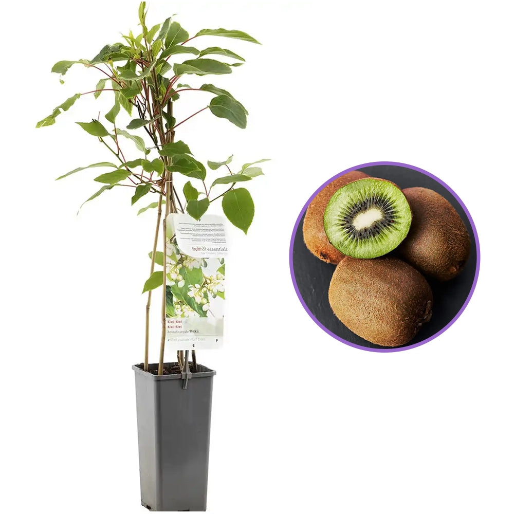 Kiwi de Siberia Atlas (Actinidia arguta), mascul, cu fructe mici dulci, bogate in vitamina C