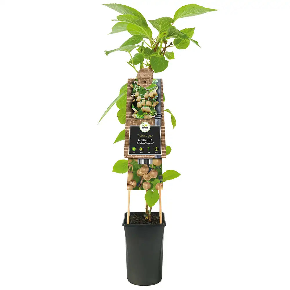 Kiwi de Siberia Hayward (Actinidia arguta), femela, cu fructe dulci, bogate in vitamina C