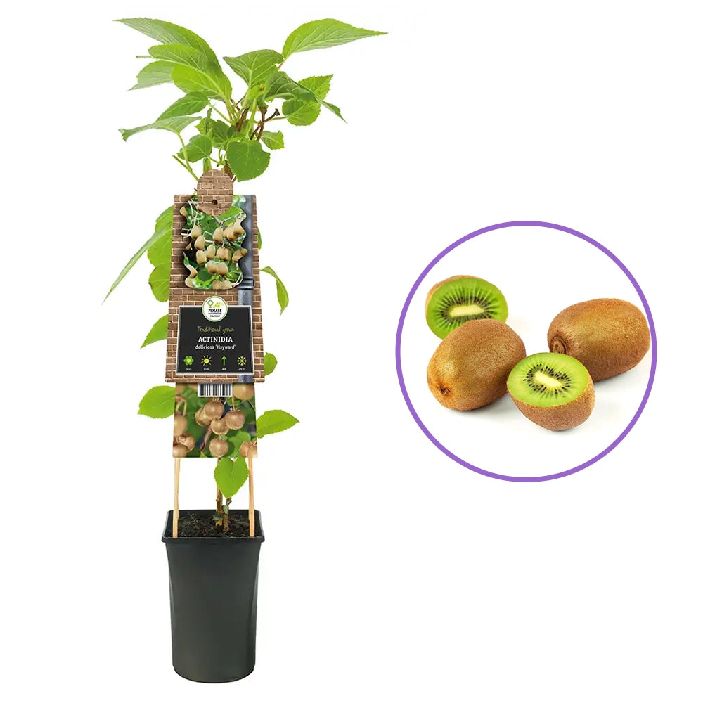 Kiwi de Siberia Hayward (Actinidia arguta), femela, cu fructe dulci, bogate in vitamina C