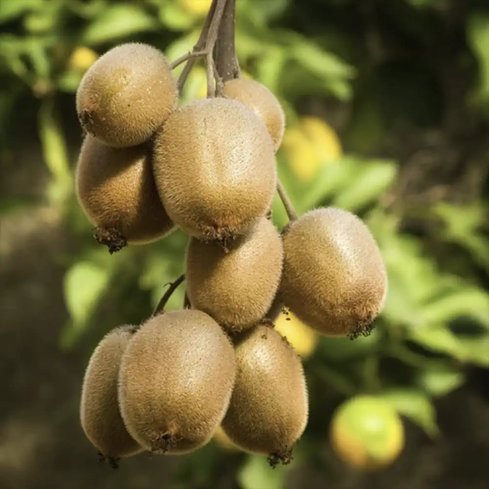 Kiwi de Siberia Hayward (Actinidia arguta), femela, cu fructe dulci, bogate in vitamina C