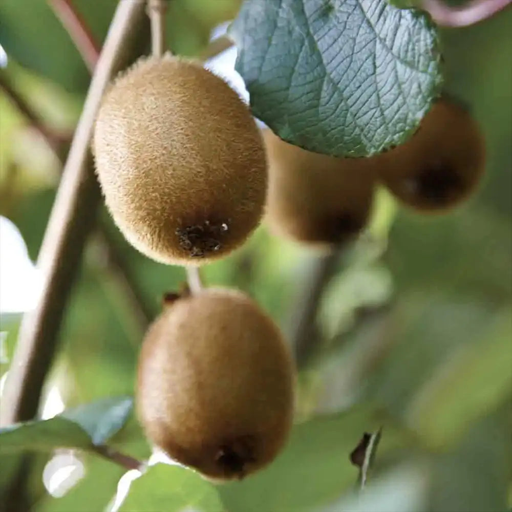 Kiwi de Siberia Hayward (Actinidia arguta), femela, cu fructe dulci, bogate in vitamina C