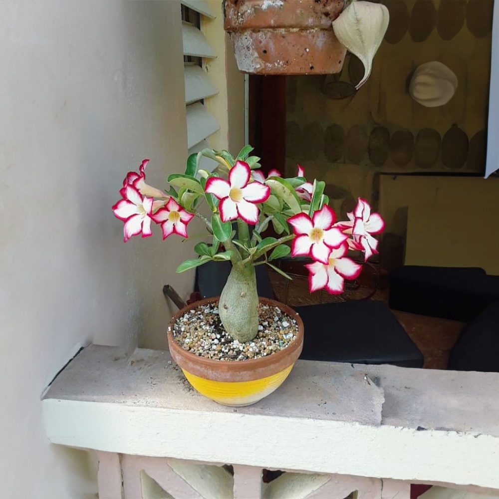 Trandafirul desertului Baobab Bonsai (Adenium), 25 cm