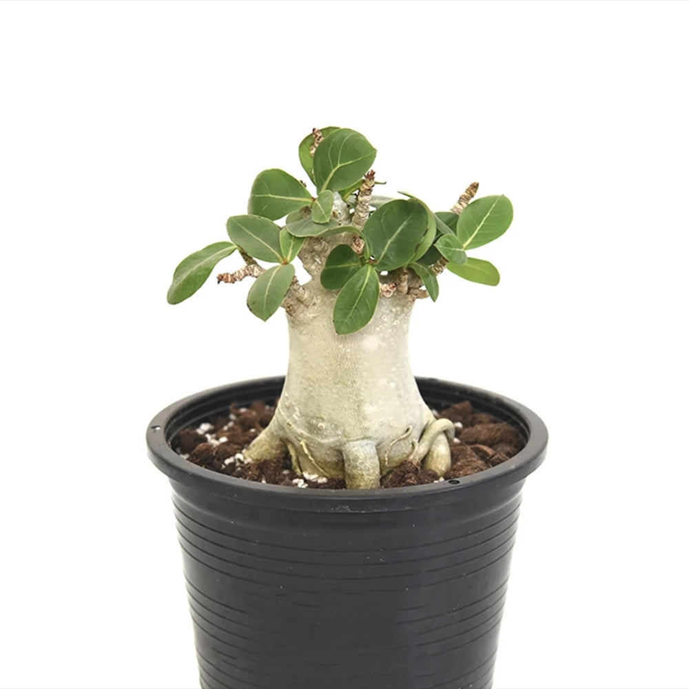 Trandafirul desertului Baobab Bonsai (Adenium), 25 cm