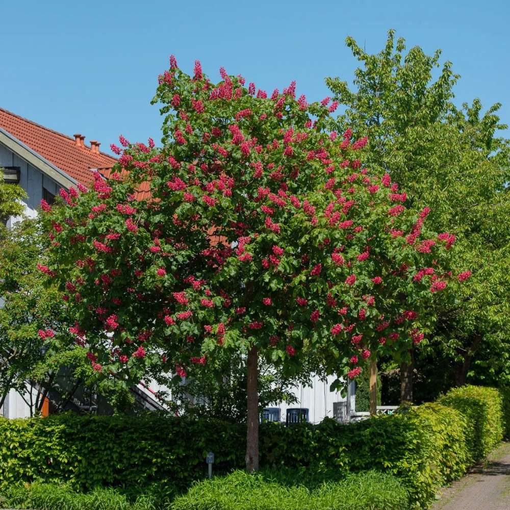 Castan Rosu Pitic Aesculus Pavia, arbore ornamental cu flori rosii spectaculoase, frunzis bogat, crestere moderata