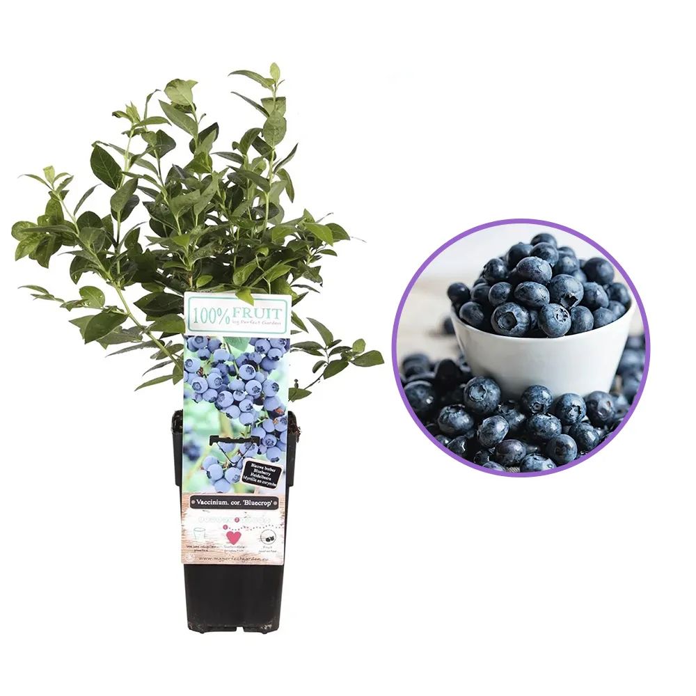 Afin Productiv Bluecrop (Vaccinium corymbosum), cu fructe dulci si rezistente, ideal pentru livezi mixte, an 1 pe rod