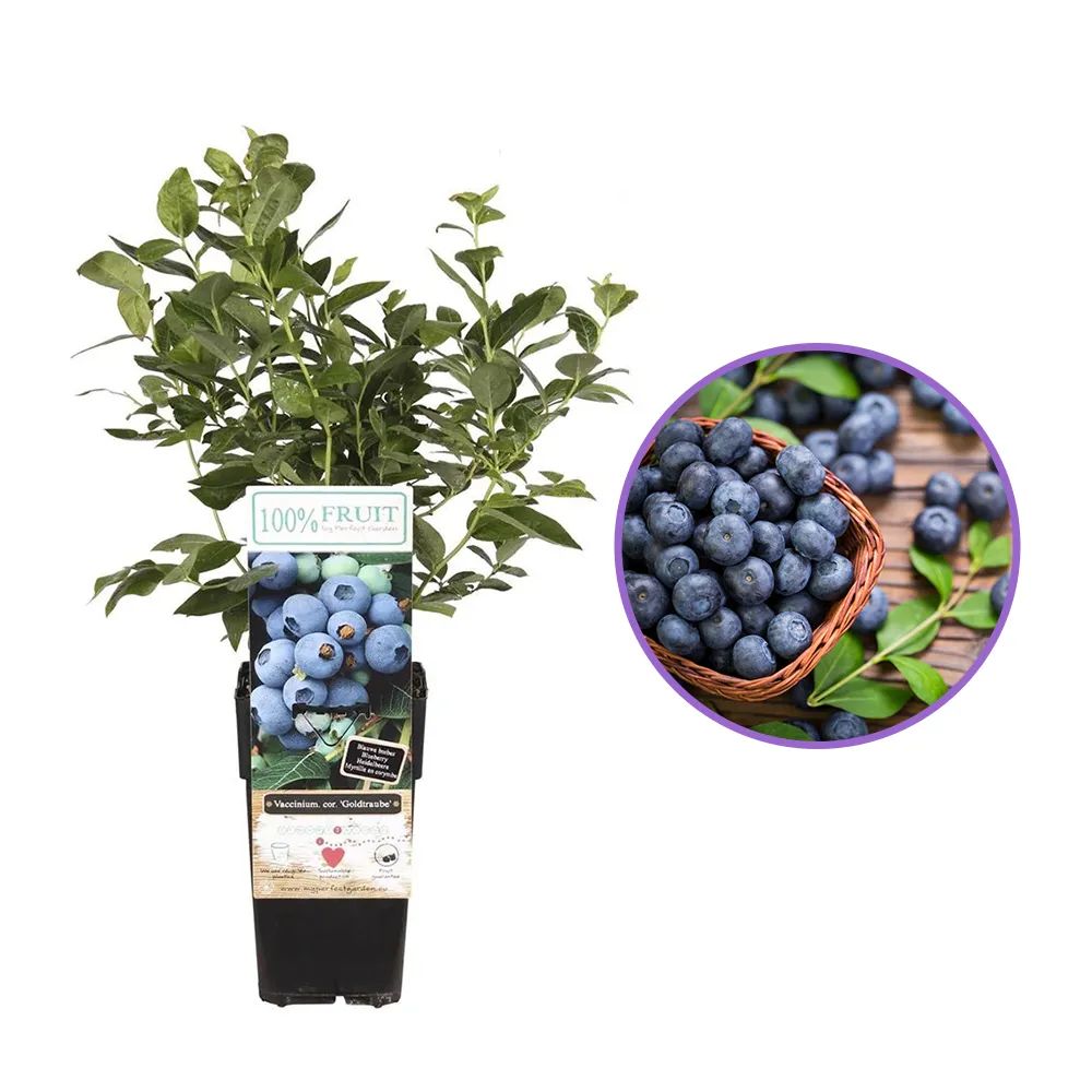 Afin Goldtraube 71 (Vaccinium corymbosum), cu gust dulce si aroma placuta, ideal pentru gradina si congelare, an 1 pe rod