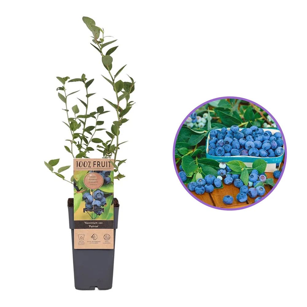 Afin Timpuriu Patriot (Vaccinium corymbosum), cu fructe dulci-acisoare, productie bogata, an 1 pe rod