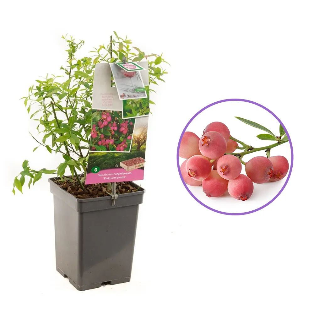 Afin Pink Lemonade (Vaccinium), cu fructe roz-rosu dulci-acrisoare, an 1 pe rod