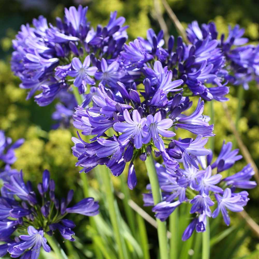 Crin African (Agapanthus) Azzurro, flori albastre, inflorire continua, planta perena rezistenta
