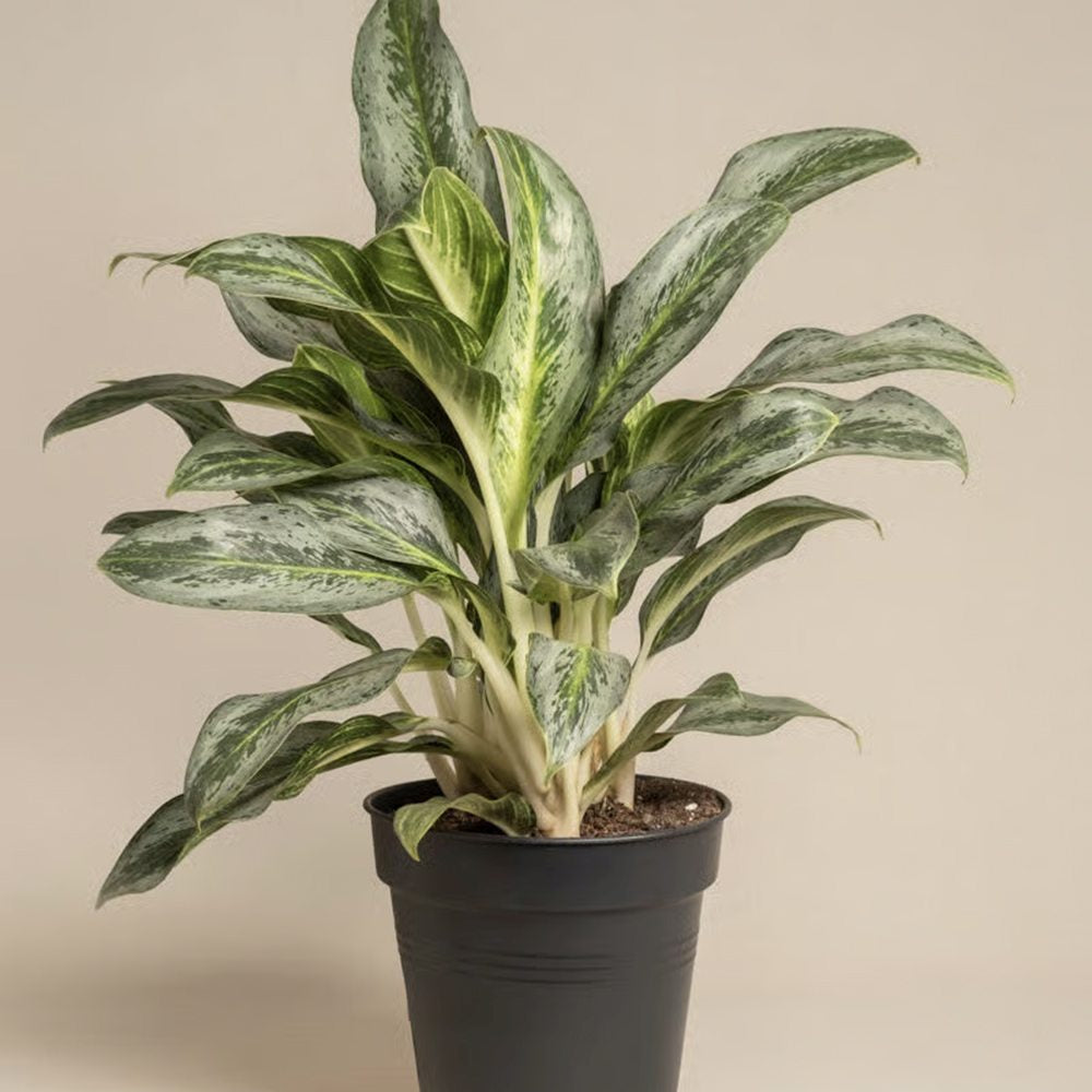 Aglaonema Emerald Green, 60 cm, cu frunze argintii si dungi verzi lucioase, planta tropicala usor de ingrijit, purificatoare de aer