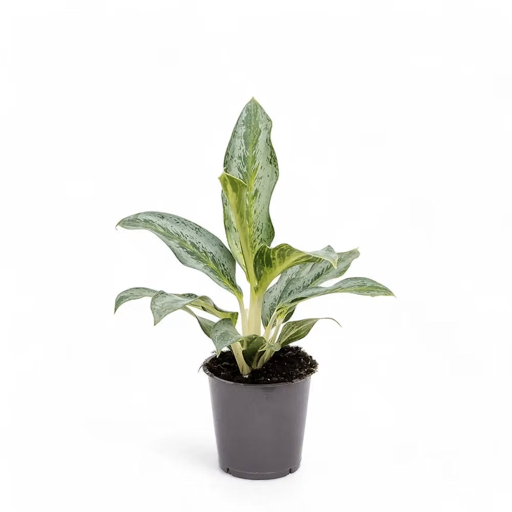 Aglaonema Emerald Green, 60 cm, cu frunze argintii si dungi verzi lucioase, planta tropicala usor de ingrijit, purificatoare de aer