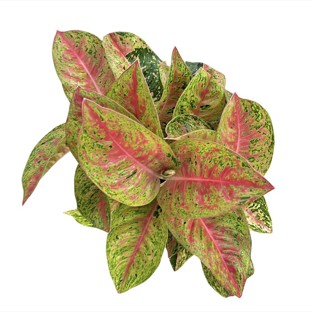 Aglaonema Grand Poppy, planta tropicala exotica, purificatoare de aer, usor de ingrijit - 30 cm