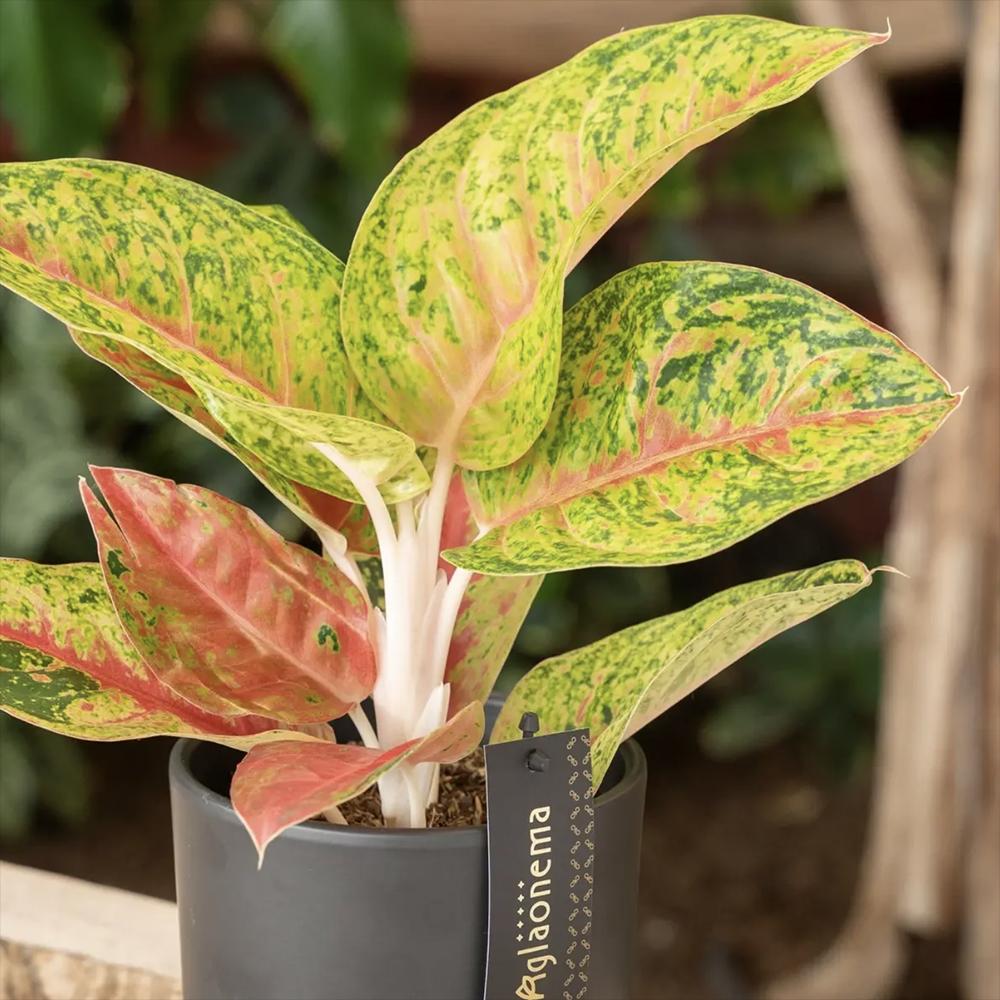 Aglaonema Grand Poppy, planta tropicala exotica, purificatoare de aer, usor de ingrijit - 30 cm
