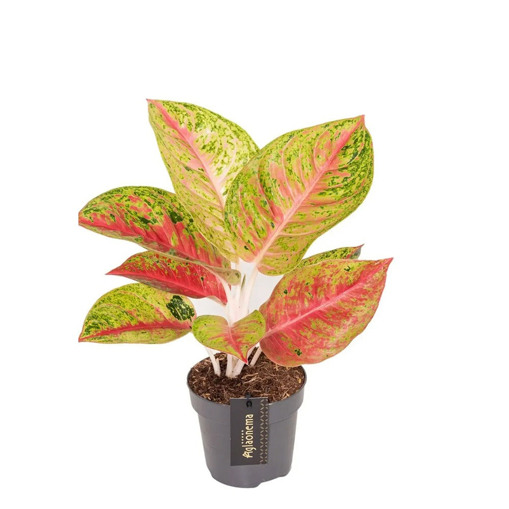 Aglaonema Grand Poppy, planta tropicala exotica, purificatoare de aer, usor de ingrijit - 30 cm