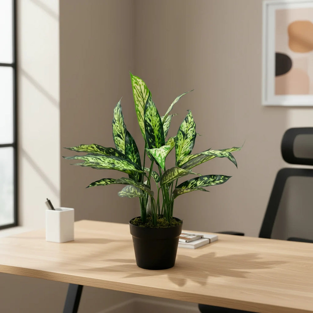 Aglaonema Silver Queen, 50 cm, frunze alungite, argintii, cu margini si nervuri verzi, planta tropicala exotica, purificatoare de aer, usor de ingrijit