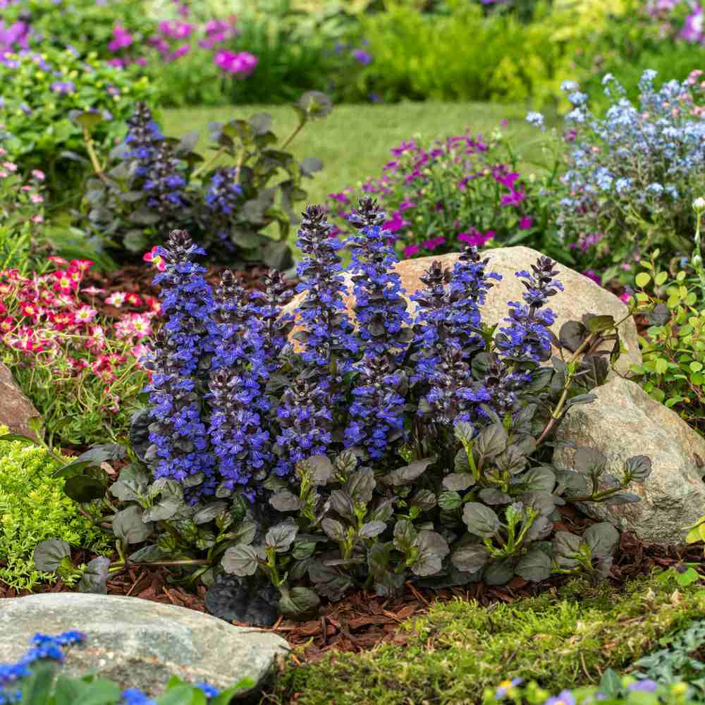 Vinetica Black Scallop (Ajuga reptans), vesnic verde cu frunzis mov-inchis lucios si flori albastre decorative, acoperitoare de sol