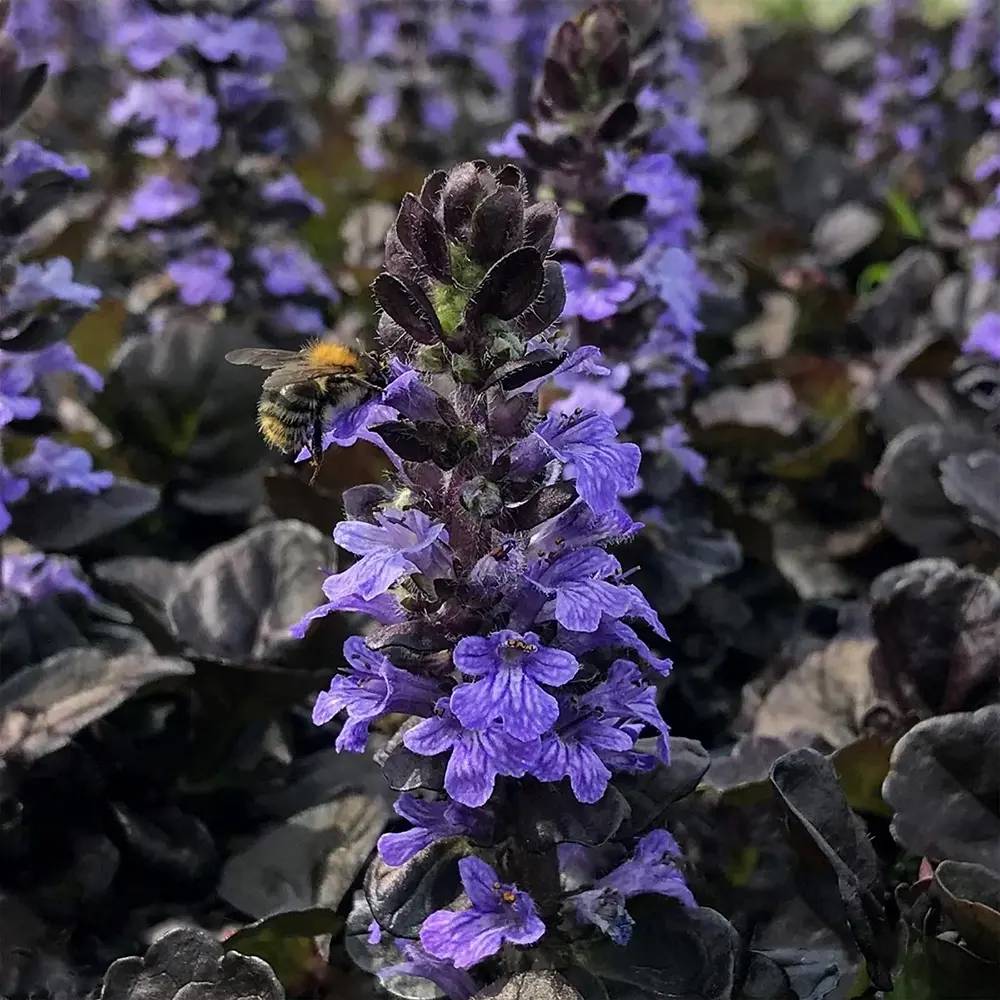 Vinetica Black Scallop (Ajuga reptans), vesnic verde cu frunzis mov-inchis lucios si flori albastre decorative, acoperitoare de sol