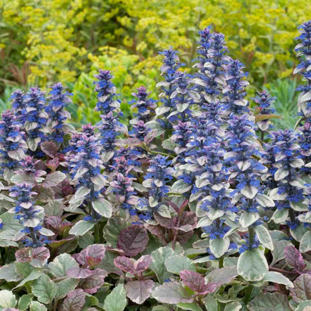 Vinetica Burgundy Glow (Ajuga reptans), planta decorativa vesnic verde cu frunzis tricolor si flori albastre