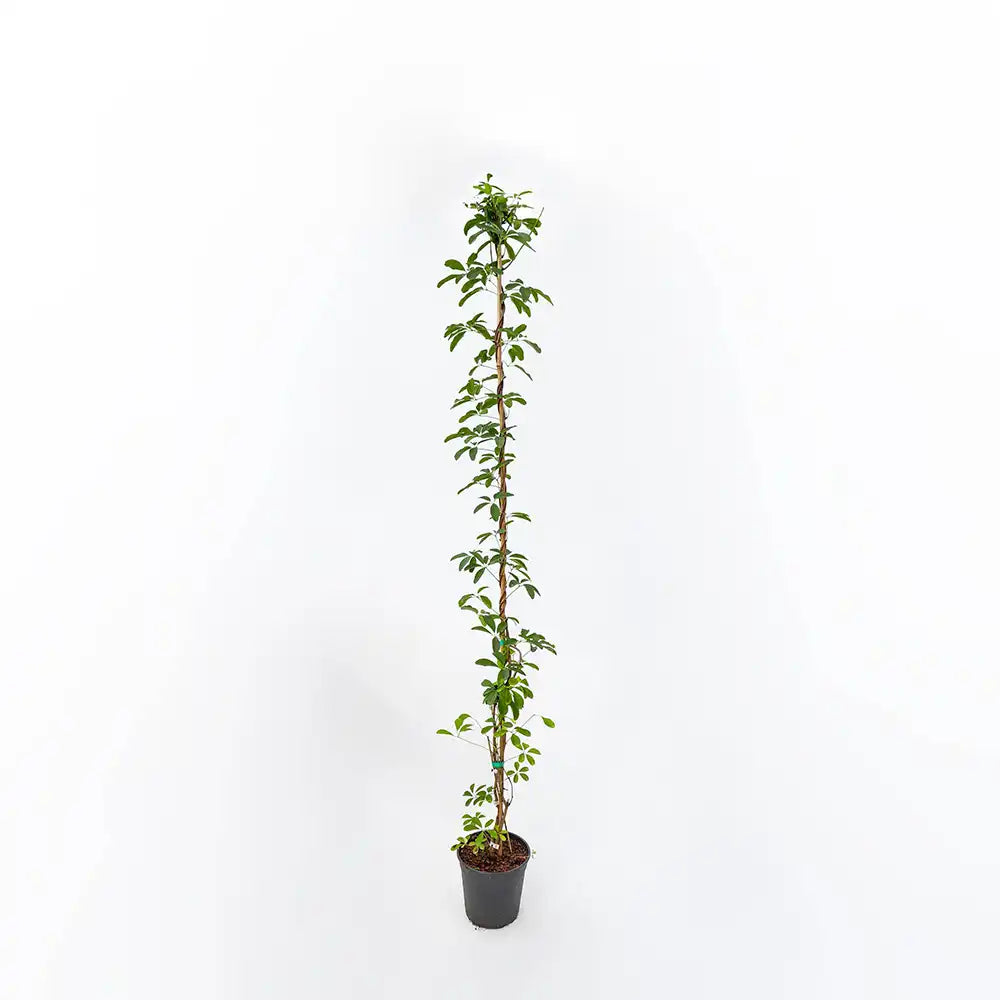 Vita de ciocolata Cream Form (Akebia quinata), cu flori parfumate crem-albicioase, si fructele exotice, cataratoare