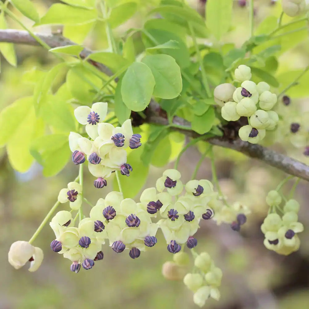 Vita de ciocolata Cream Form (Akebia quinata), cu flori parfumate crem-albicioase, si fructele exotice, cataratoare