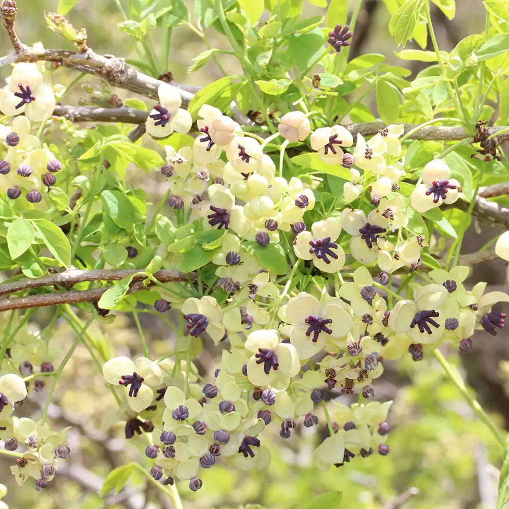 Vita de ciocolata Cream Form (Akebia quinata), cu flori parfumate crem-albicioase, si fructele exotice, cataratoare