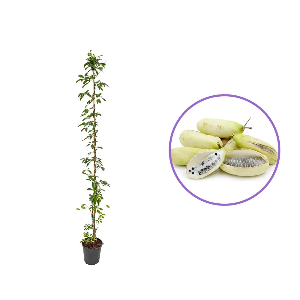 Vita de ciocolata Cream Form (Akebia quinata), cu flori parfumate crem-albicioase, si fructele exotice, cataratoare