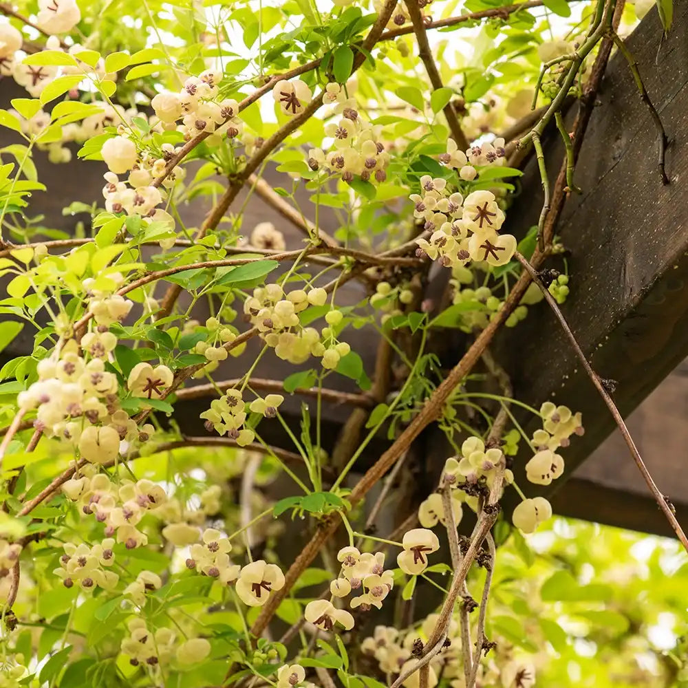 Vita de ciocolata Cream Form (Akebia quinata), cu flori parfumate crem-albicioase, si fructele exotice, cataratoare