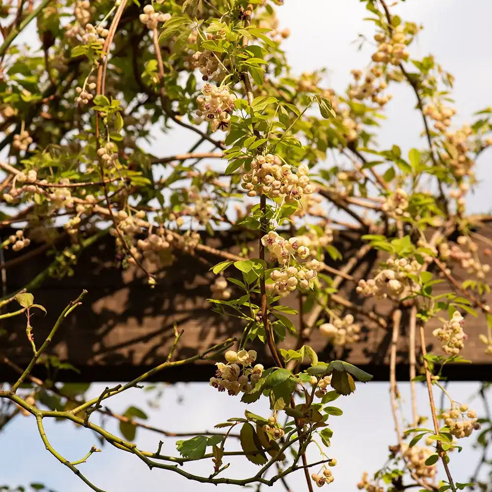 Vita de ciocolata Cream Form (Akebia quinata), cu flori parfumate crem-albicioase, si fructele exotice, cataratoare