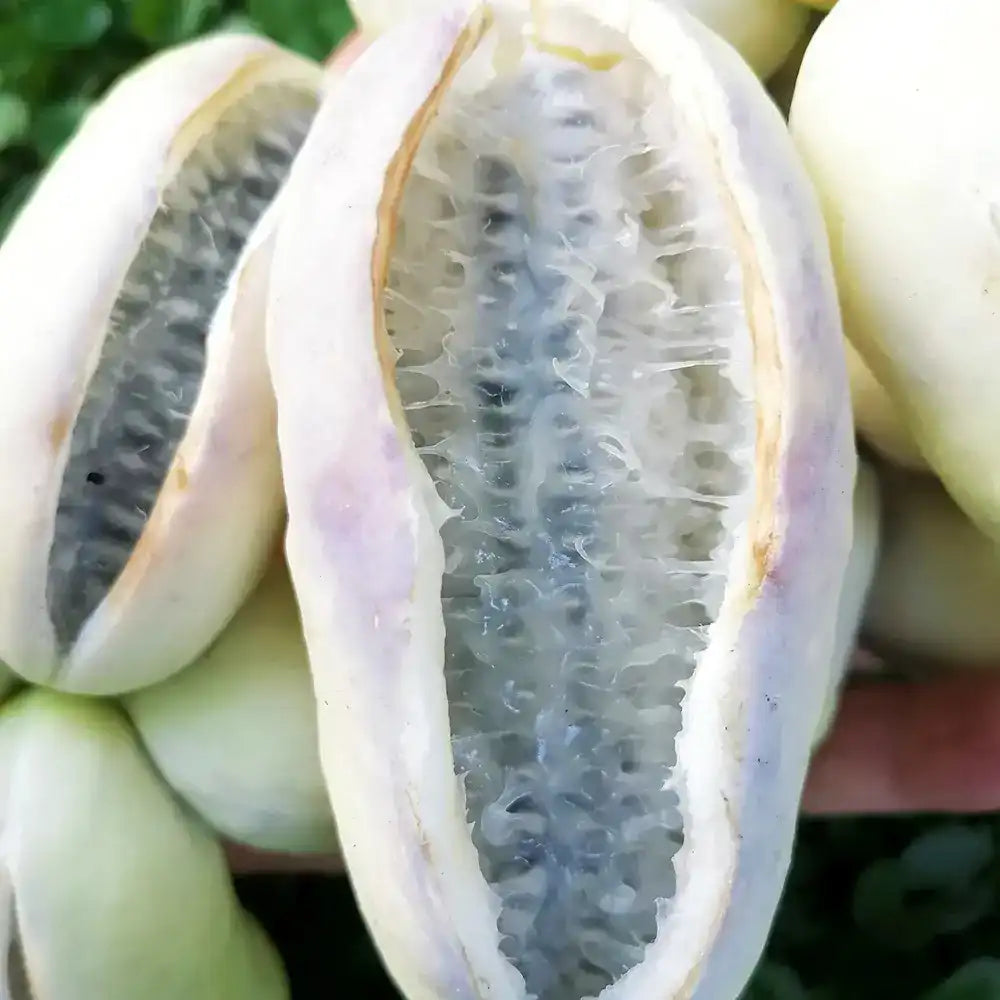 Vita de ciocolata Cream Form (Akebia quinata), cu flori parfumate crem-albicioase, si fructele exotice, cataratoare