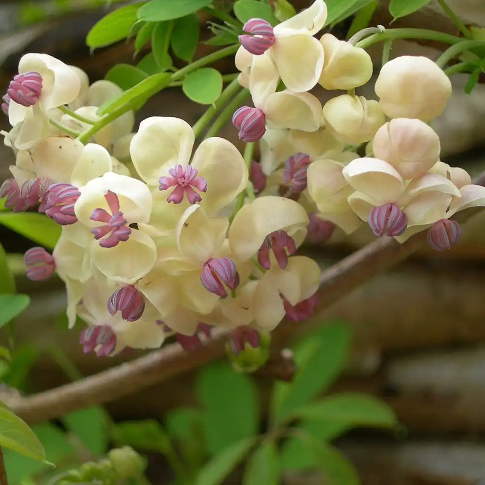 Vita de ciocolata Cream Form (Akebia quinata), cu flori parfumate crem-albicioase, si fructele exotice, cataratoare