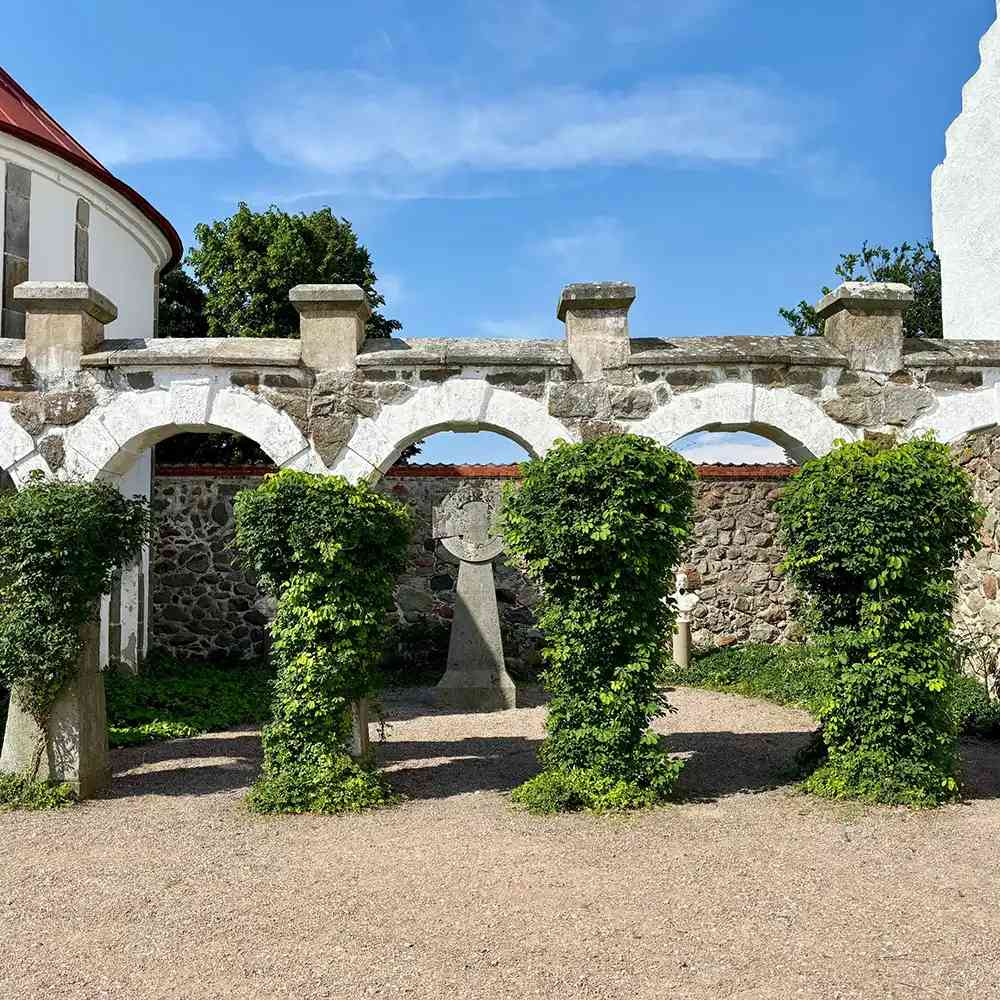 Vita de ciocolata Cream Form (Akebia quinata), cu flori parfumate crem-albicioase, si fructele exotice, cataratoare