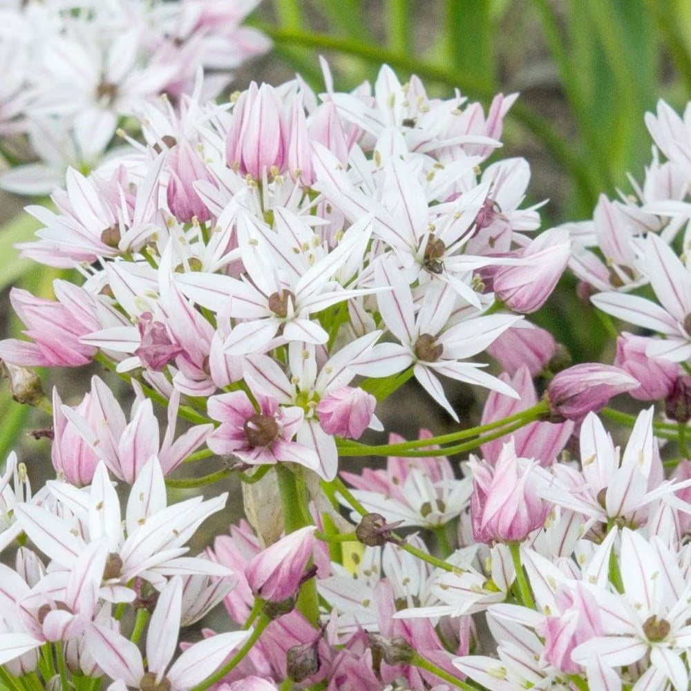 Bulbi Ceapa Ornamentala (Allium) Cameleon, set de 10 bulbi cu flori alb-roz, atractie pentru albine, rezistenti la frig