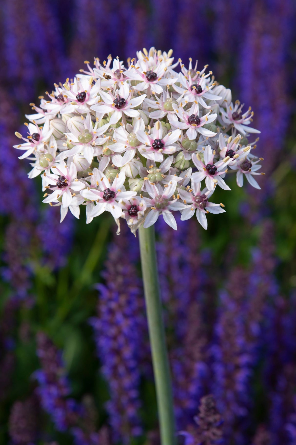 Bulbi Ceapa Ornamentala (Allium) Cameleon, set de 10 bulbi cu flori alb-roz, atractie pentru albine, rezistenti la frig