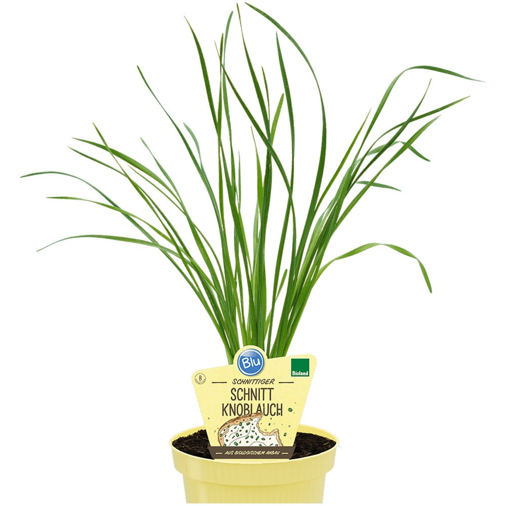 Usturoi chinezesc (Allium tuberosum), planta aromatica perena, frunze comestibile si flori decorative