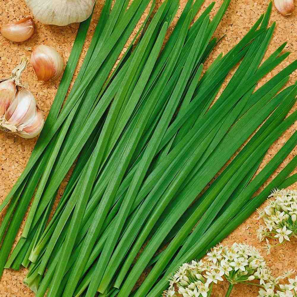 Usturoi chinezesc (Allium tuberosum), planta aromatica perena, frunze comestibile si flori decorative