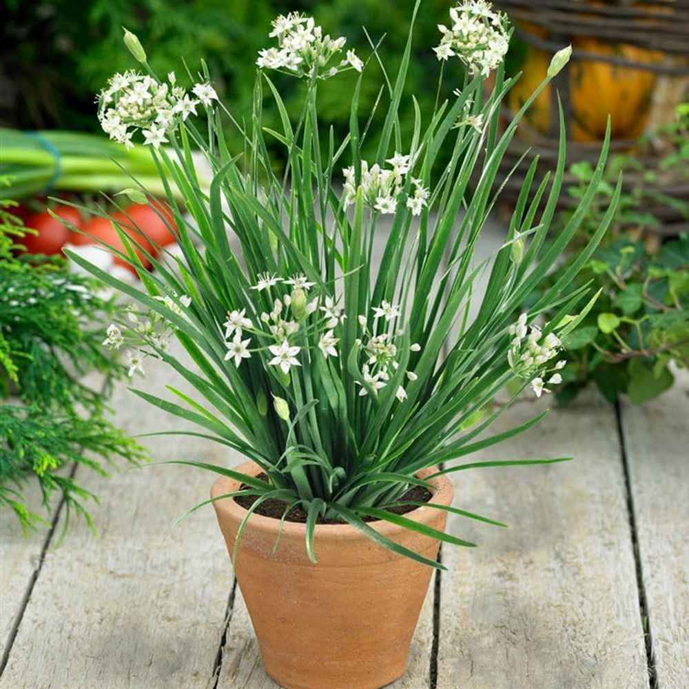 Usturoi chinezesc (Allium tuberosum), planta aromatica perena, frunze comestibile si flori decorative