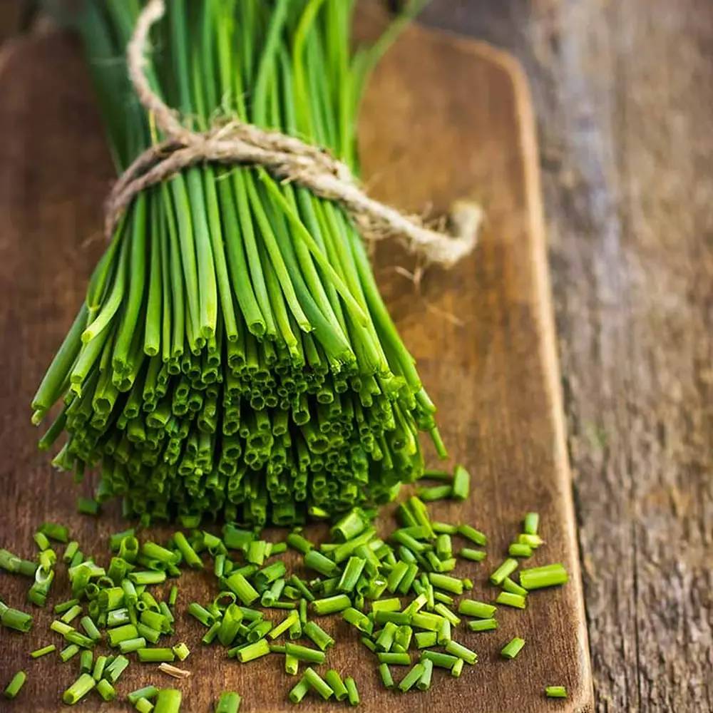 Usturoi chinezesc (Allium tuberosum), planta aromatica perena, frunze comestibile si flori decorative