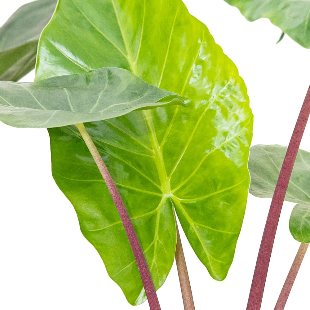 Urechea Elefantului (Alocasia) Imperial Red, 150 cm