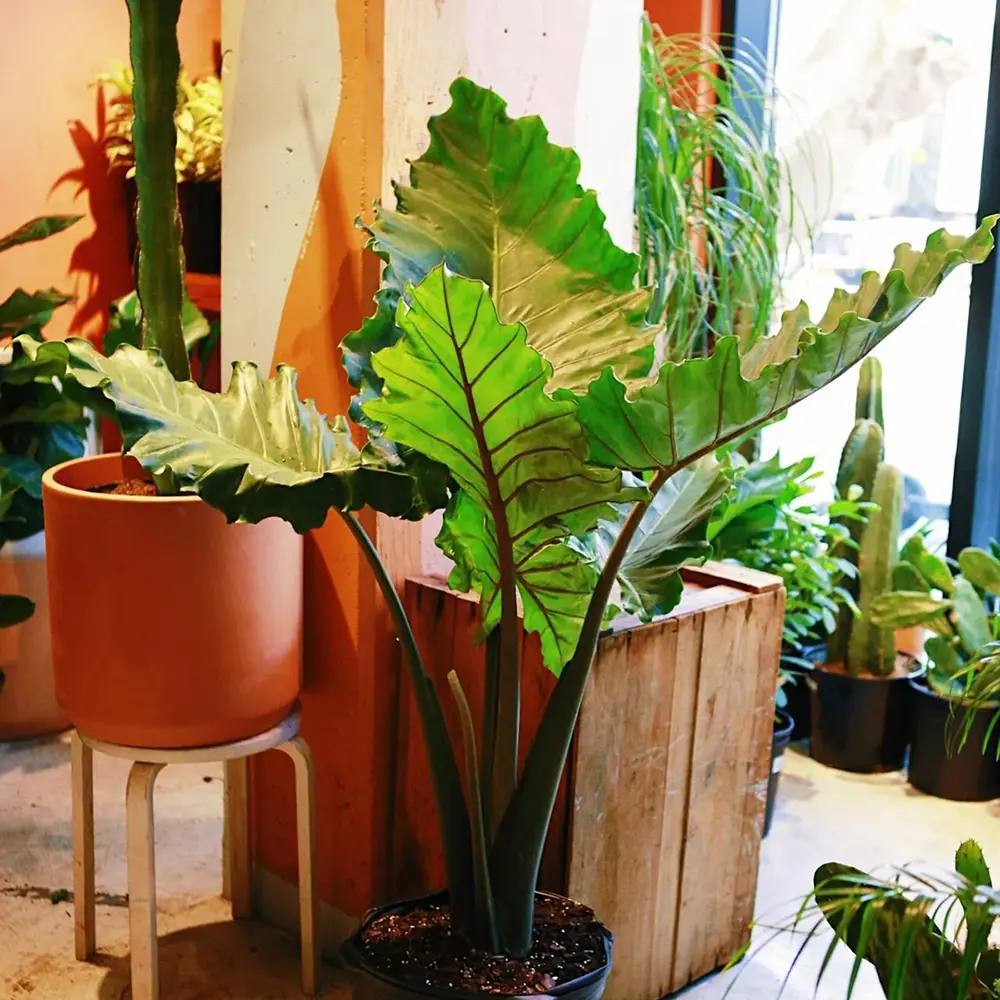 Urechea Elefantului (Alocasia) Imperial Red, 150 cm