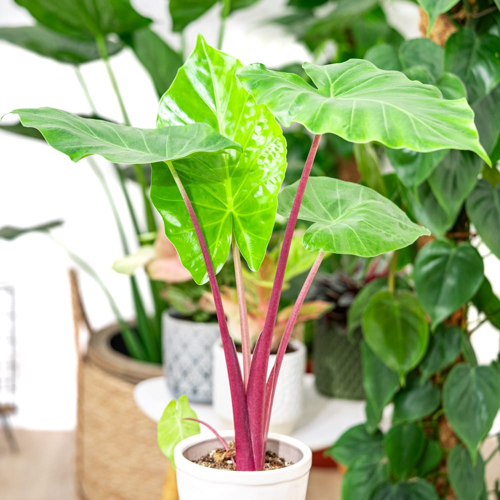 Urechea Elefantului (Alocasia) Imperial Red, 150 cm